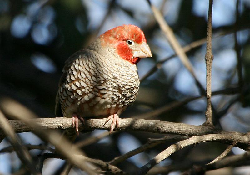 frieda 025.jpg - Rooikopvink ...Redheaded Finch hulle word 13cm groot.